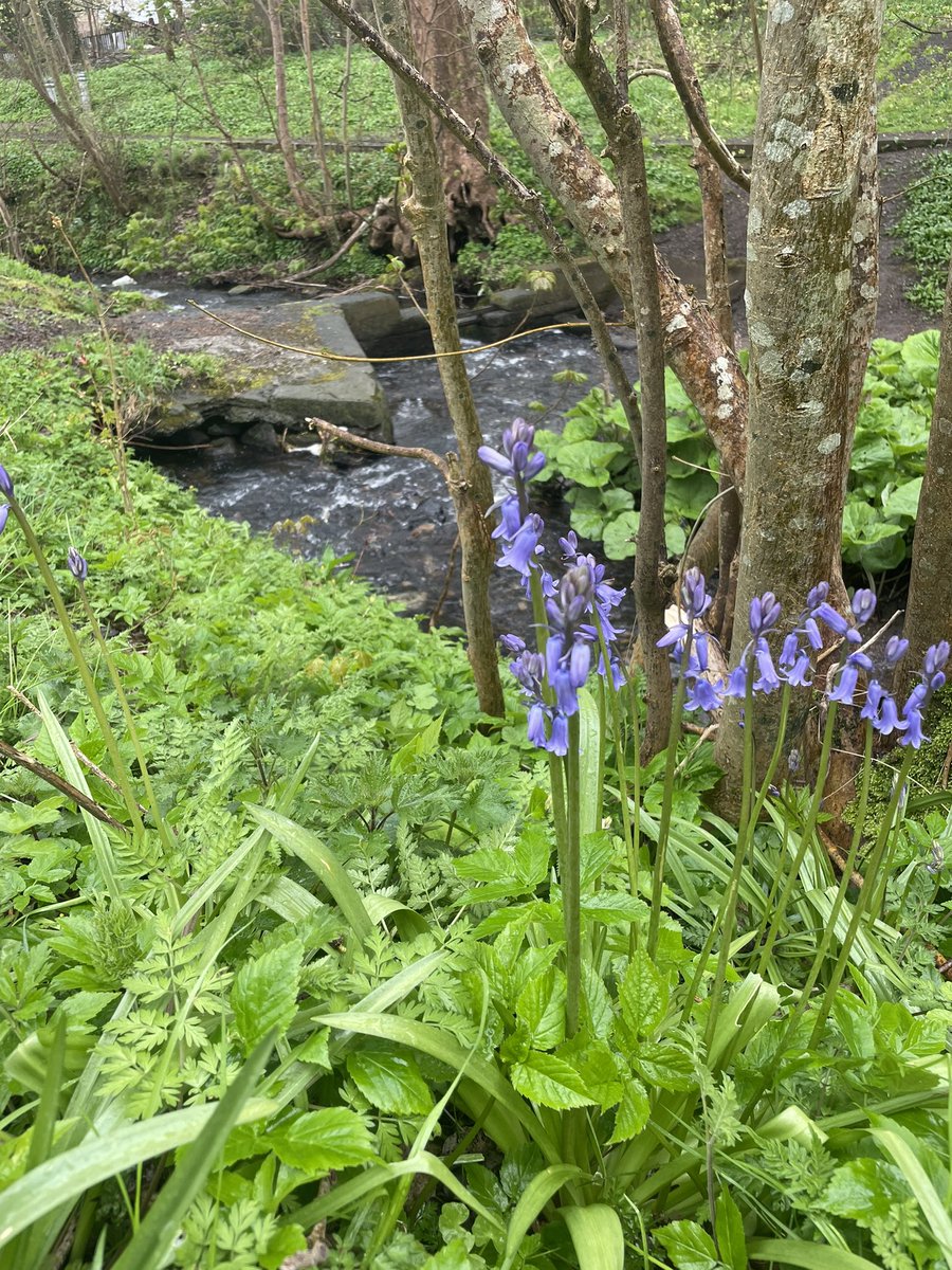 Friends of Castlemilk Park tweet media