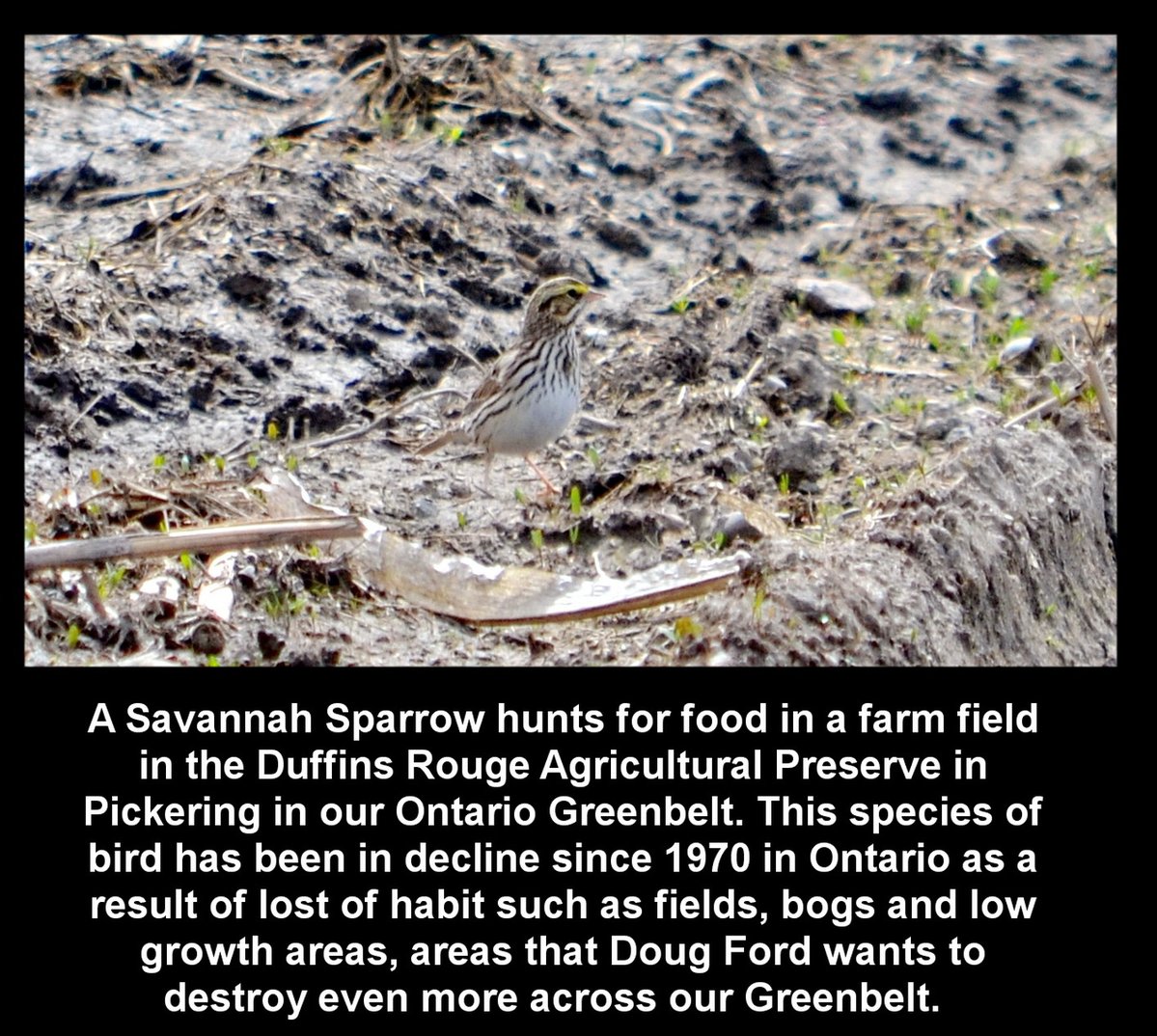 Day 511b of our pictures & the Doug Ford urban sprawl must be stopped. Let's finish this with protecting all our #Greenbelt from #Hwy413 the Bradford Bypass & save birds. #DougFordisaLiar & the #RCMP investigation continues.@Gasp4Change @envirodefence #GreenbeltScandal