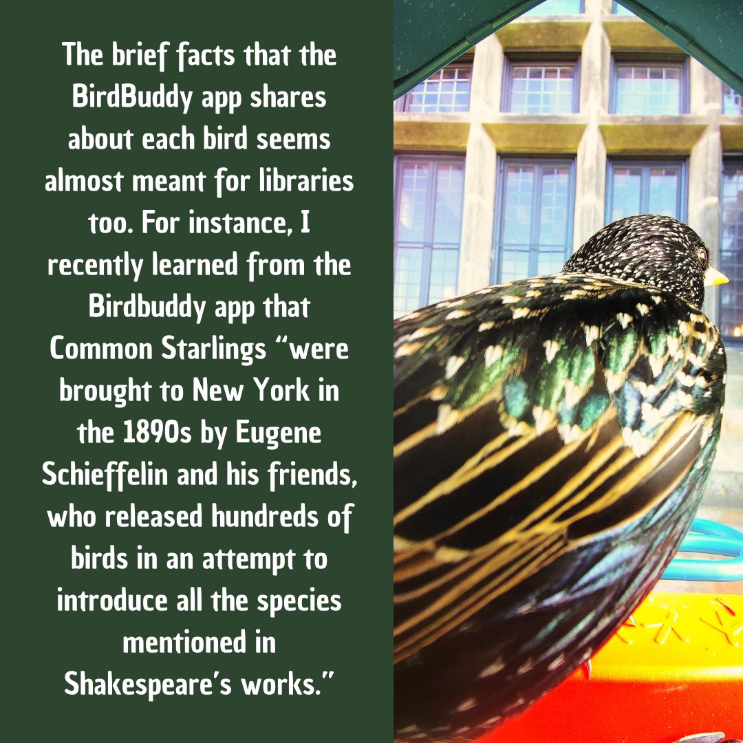 BlueLibrarians's tweet photo. NEW! Blue Marble Library Blog Post via @masslibsystem! Birdbuddy in the #Library by Nori Morganstein, Director of @NahantLibrary  🦜🐦‍⬛🪶 #BirdsOfTwitter Read the full post here: https://t.co/wSmC60QLq0 https://t.co/QgFAeOTwOz