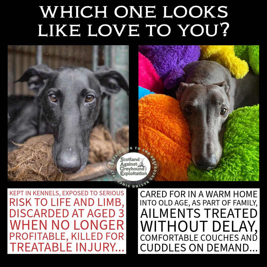 Kept in kennels, discarded aged 3 with injuries and fears? …OR… Cherished family member, cared for in every way for the rest of their natural lives? 🐾 We know who really loves their dogs. Pledge support for a ban here: 🔗 bit.ly/greyhoundpledge