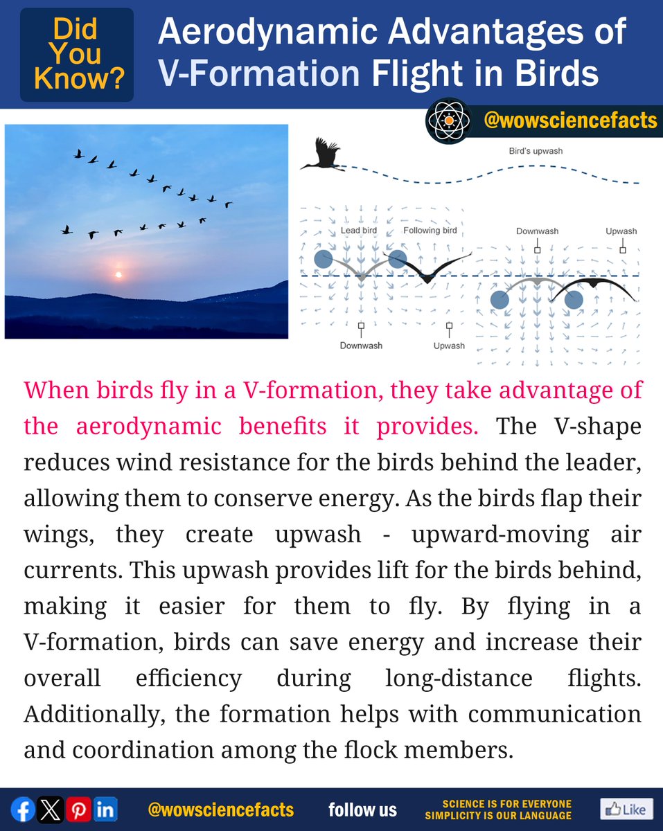 Aerodynamic advantages of V-Formation flight in birds.
𝐌𝐨𝐫𝐞 𝐬𝐜𝐢𝐞𝐧𝐜𝐞 𝐚𝐫𝐭𝐢𝐜𝐥𝐞𝐬 𝐟𝐫𝐨𝐦: 👇
wowsciencefacts.com
#birds #animalbehavior #aerodynamics #flight #migration #vformation #wingtipvortices #updraft #energyefficiency #science #scienceexperiment