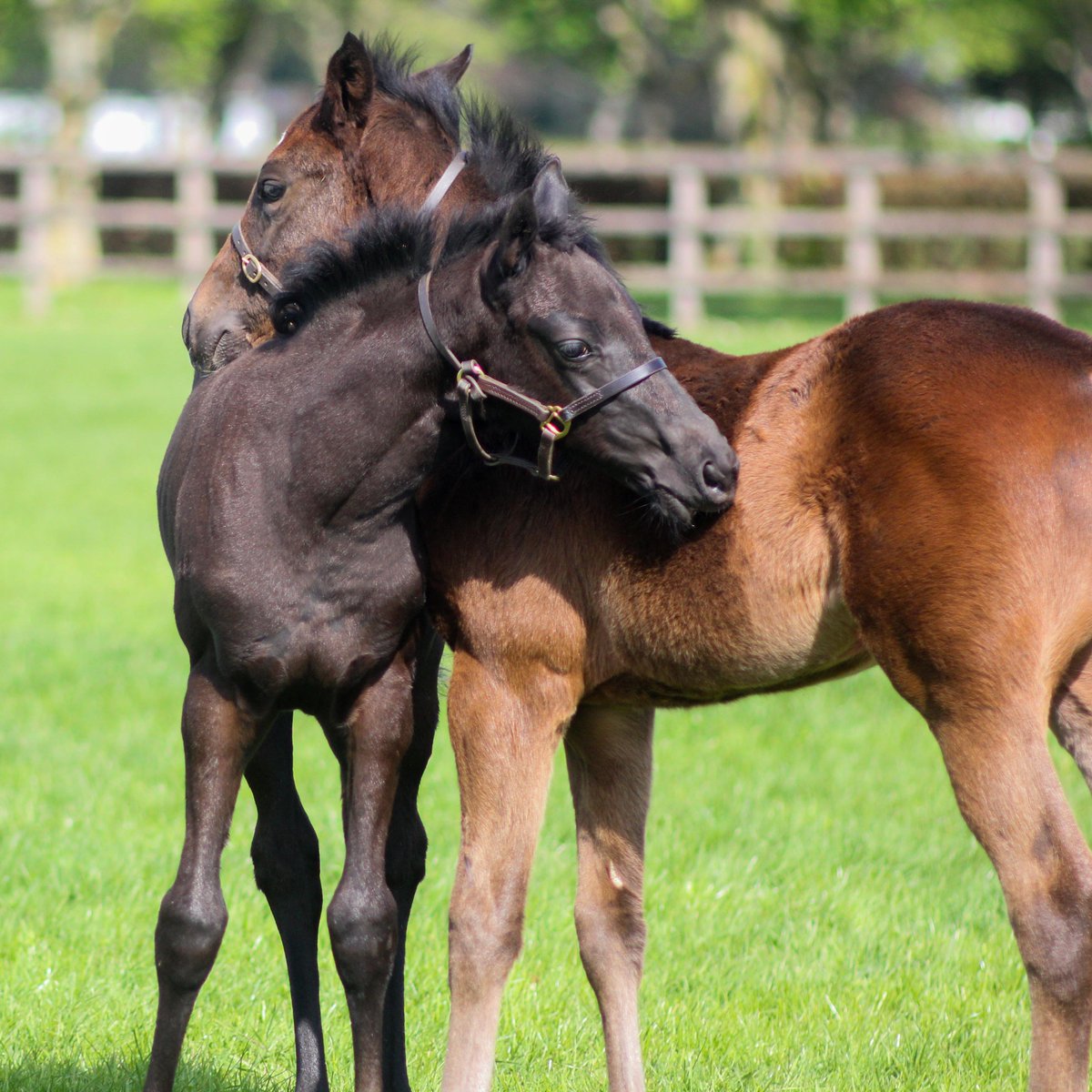 NatStudStallion's tweet photo. Foal friendships 🤝  
Just two best friends having a hug 💟 

#NSfoaling #social #NSservices #futurechampions #cuddles #cute #love #friends #foalingseason2024 #foalfriendships #thoroughbredfoals https://t.co/6ERPBe2fxo