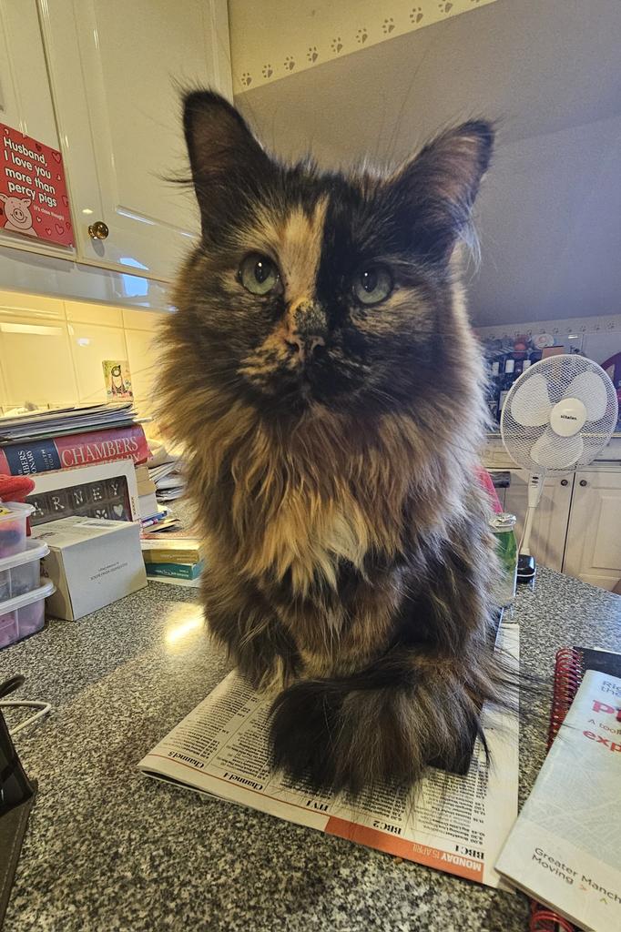 It's #tortieappreciationday ! Freya says "hi" 
This is her "what are we up to today?" Look 🤣