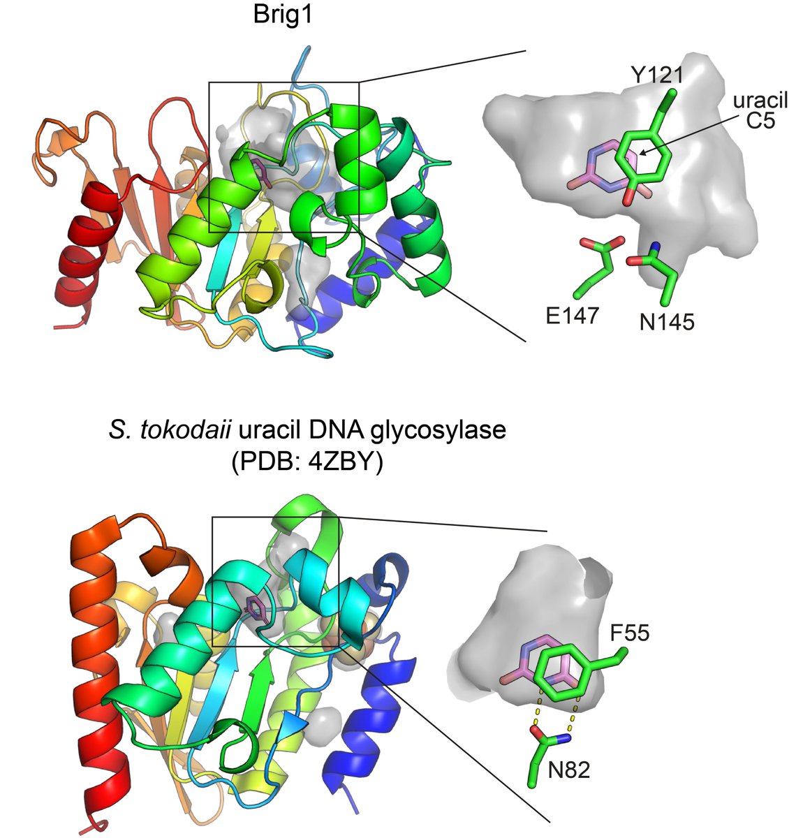 AlphaFold2 modeling of Brig1 showed structural homology to uracil DNA glycosylases, but with a larger predicted substrate pocket in the Brig1 model 👀  8/