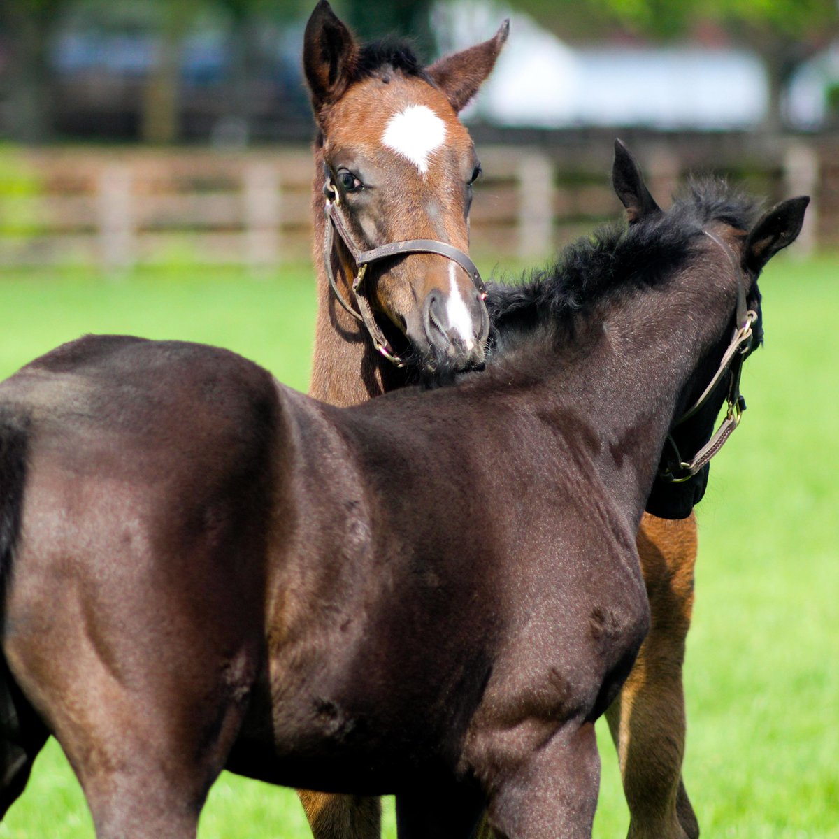 Foal friendships 🤝  
Just two best friends having a hug 💟 

#NSfoaling #social #NSservices #futurechampions #cuddles #cute #love #friends #foalingseason2024 #foalfriendships #thoroughbredfoals