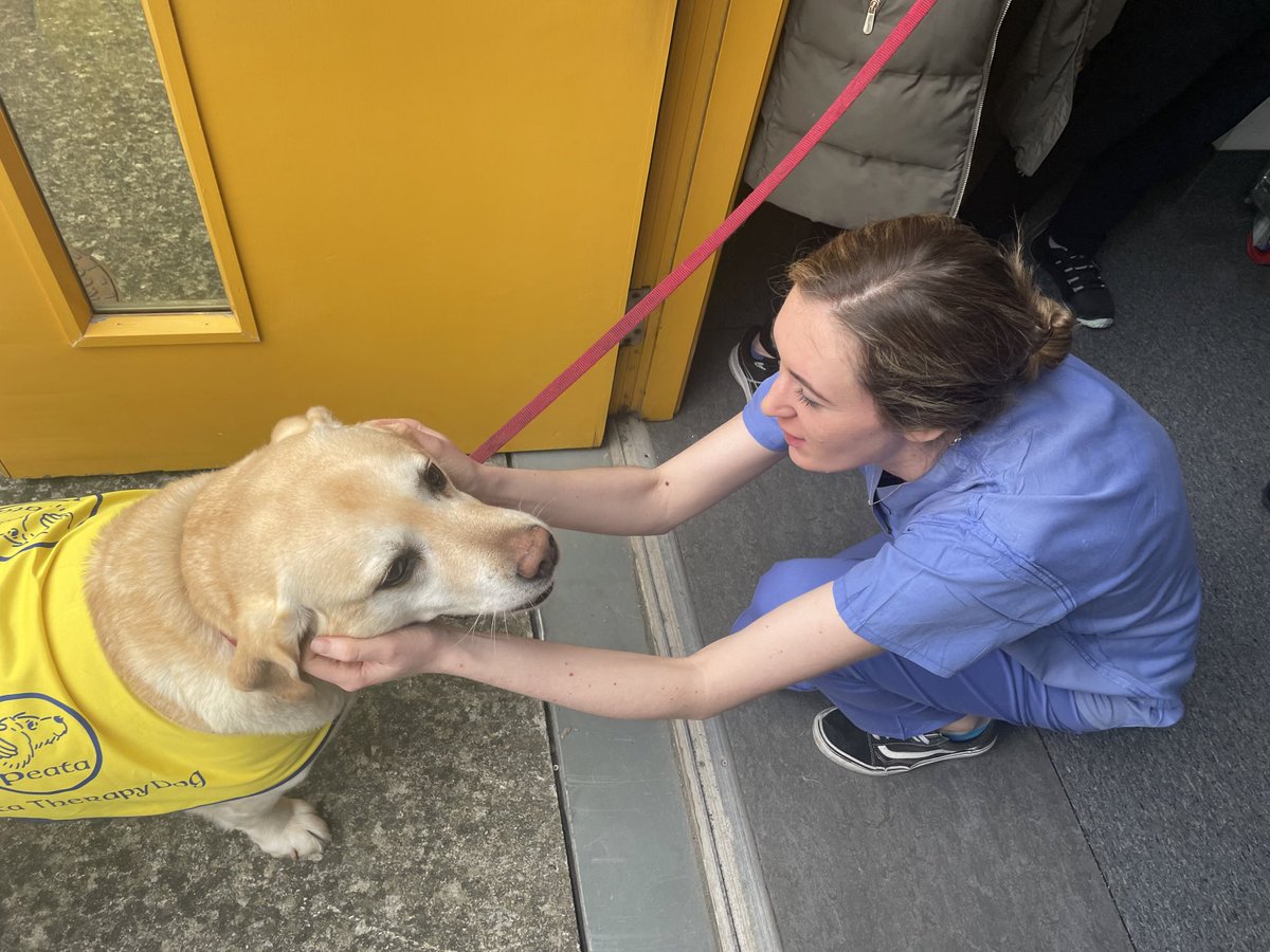 George’s first day.. Bringing smiles to the staff and patients in Beaumount ICU. @Mary_Camera @NdigginNiamh @NiamhMcDxO @MaireadF28 @BradygeriPod @connolly_sinead @Beaumont_ICU #pettherapy #peatatherapy #icutherapy #brigingsmiles