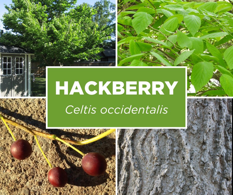 Meet the mighty hackberry tree! 🌳 This unsung hero of urban landscapes offers so much – it is hardy, provides shade, offers berries 🍒 for birds in the fall, serves as a host plant for a number of 🦋 butterfly species and MORE! Learn more: yourleaf.org/node/1979