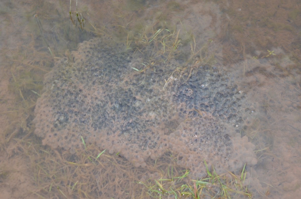 Our South Wales Officer checked on some ponds we created in Brecon in Nov 2023. Already, frogs have used one of the ponds to spawn in 🐸🫧 One more bit of habitat created for wildlife! 🙌 If you've got a pond near you, be sure to report any sightings👉arc-trust.org/report-your-si…