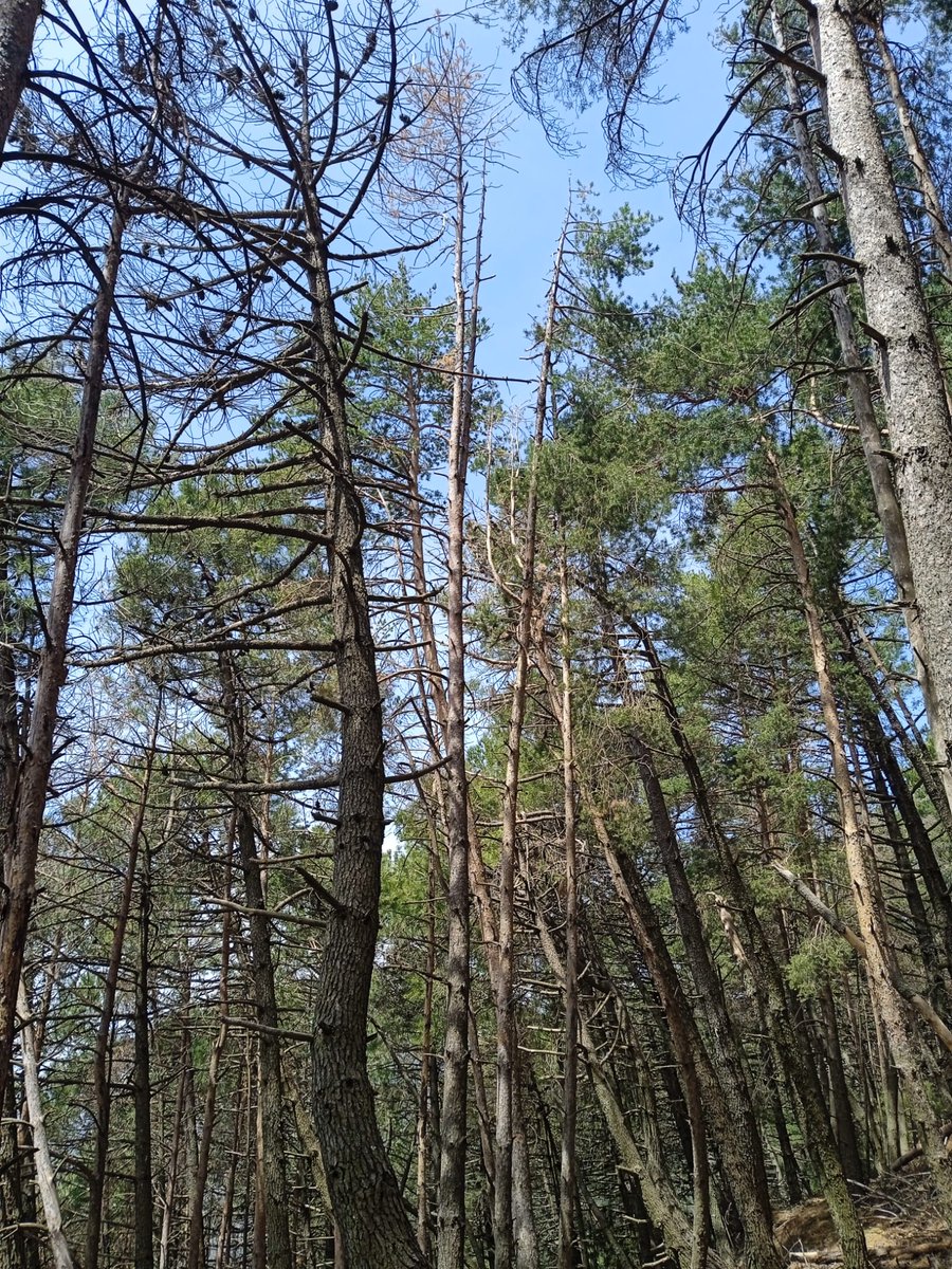 ajpelu's tweet photo. Fieldwork Alert! 🌲 Researchers from @INIA_es and @EEZCSIC are teaming up to understand #WhatKillsTrees. We're diving deep into the decline and mortality of Pinus sylvestris and P. pinaster at Sierra de Almijara (southern Spain). Pictures: @ajpelu; AV Lasa; M. Tognetti https://t.co/ww4ETLCpoG