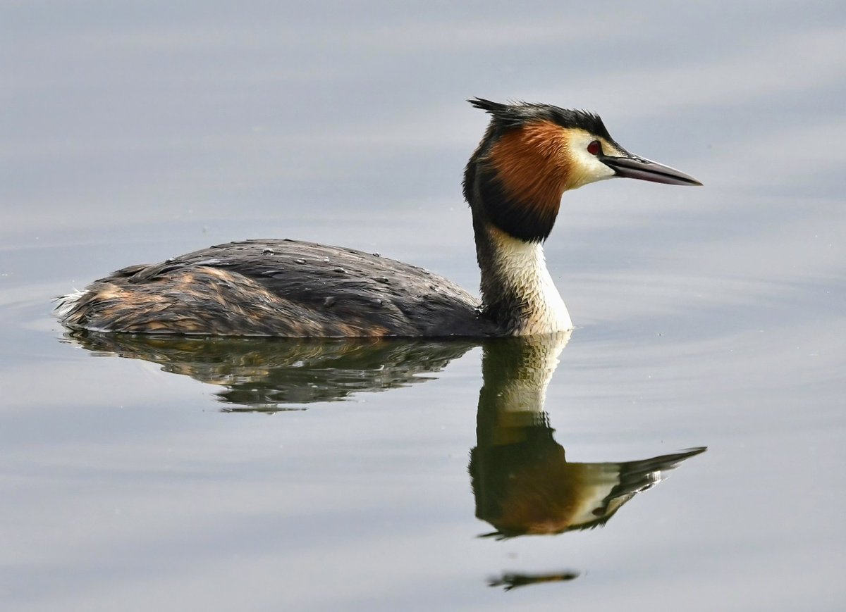 A very dapper Great Crested Grebe