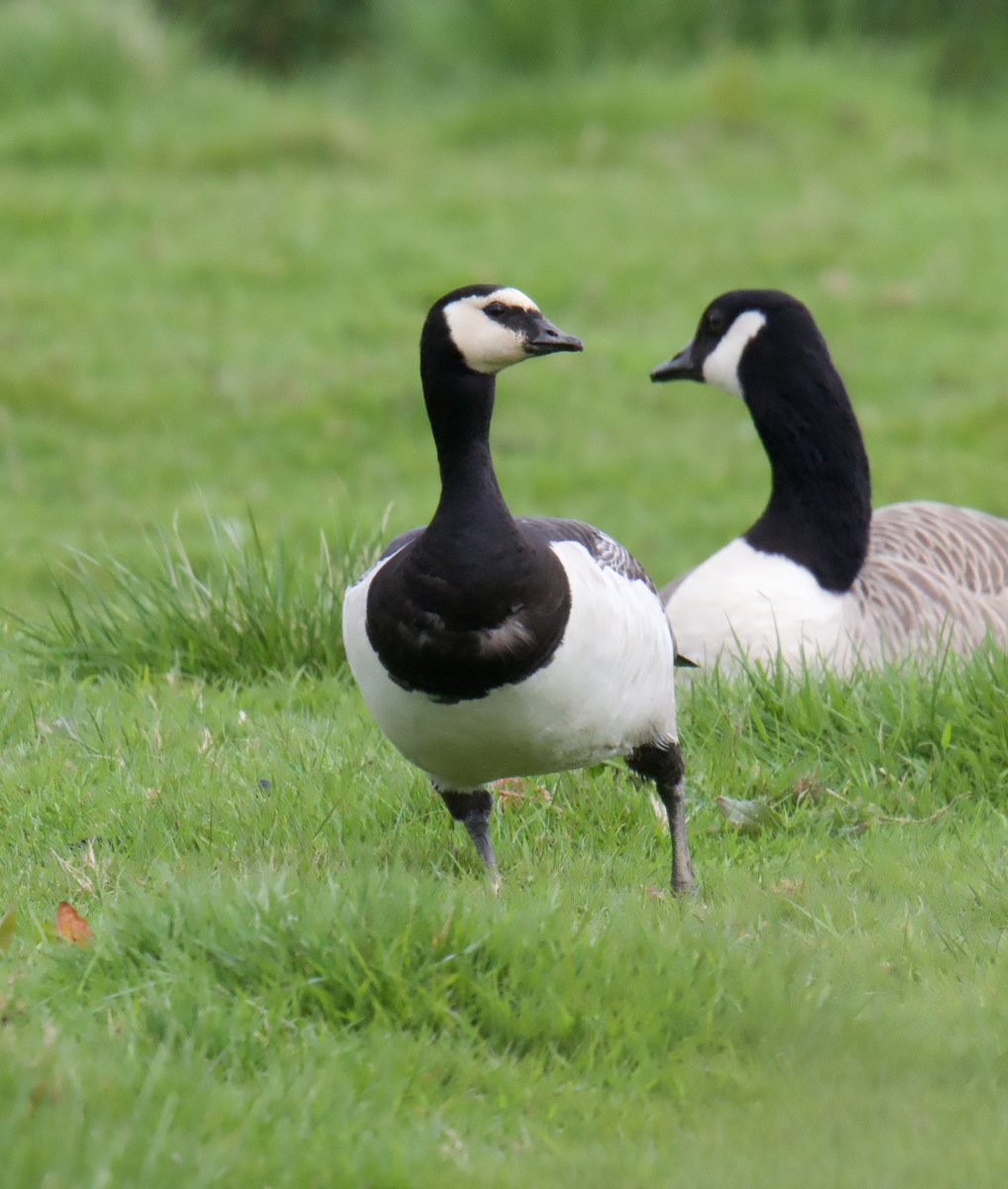 Not sure which diver this is? Going for Great Northern although a Black throated has been seen. Also pair of Swan Geese, Barnacle Goose & Sedge Warbler Exe Estuary and Exminster Marshes @RSPBExeEstuary @Exeestuary @BirdWatchingMag @DevonBirds @WildlifeMag @SEDwildlife #devon