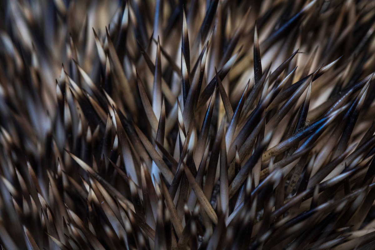 Hedgehog Society tweet media