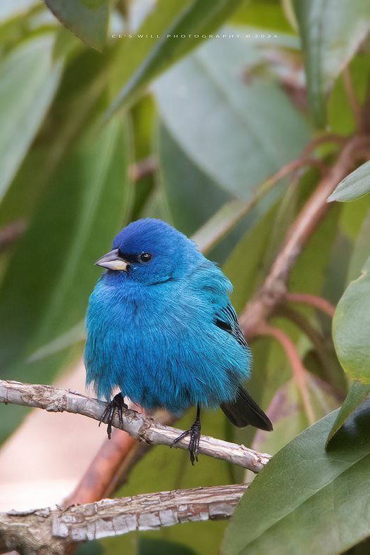 Good morning! THE INDIGO BUNTING - One of my favourite birds to photograph! Hubley, Nova Scotia. April 17th, 2024 - Ce's Will, photographer...