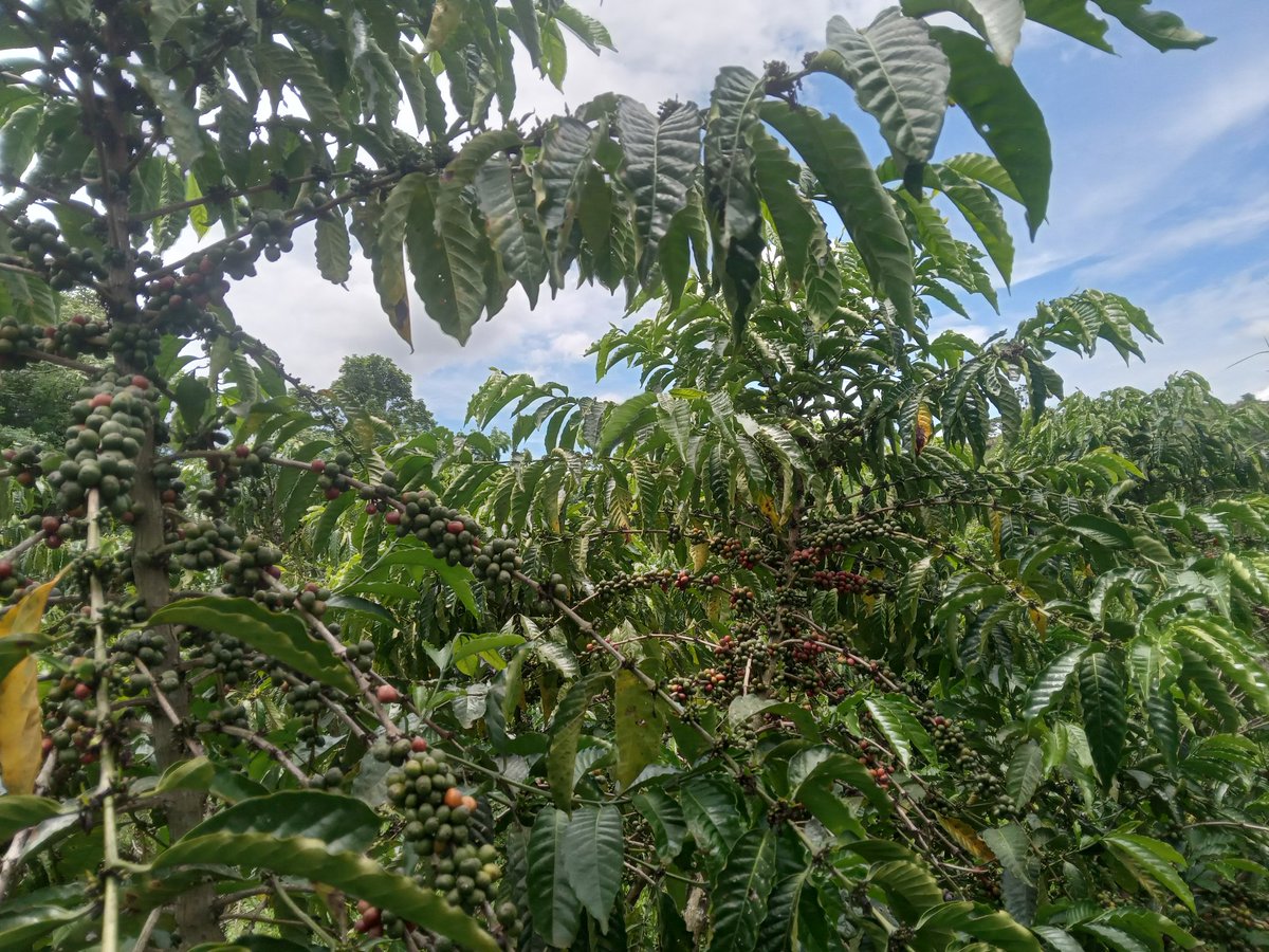 The fly crop (second season/ smaller harvest) is setting in @PearlFarmsUg . Plans for irrigation are on so that we eliminate seasons (harvest all year round). #CoffeeIsTheThing