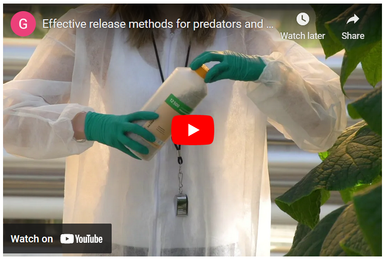 🌿 Our video series, produced in collaboration with OMAFRA , was recently featured in @FloralDaily. These short videos offer essential insights into #GreenhouseIPM practices. Find it via media centre: ow.ly/C6lm50RghTU #VinelandResearch #IPM #BiocontrolAgents