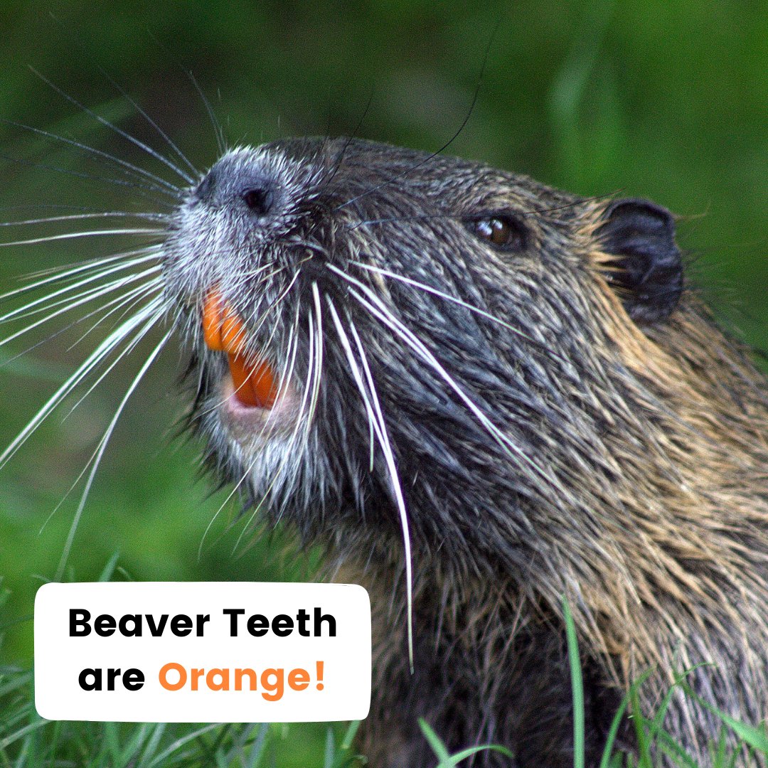 Fun fact alert! 🚨 Did you know beavers rock orange teeth? 🦷🍊 Nature's quirky touch! 😄 #FunFacts #WildlifeWonders #DentalCare #KidsDentistry #Beavers #PediatricDentistry