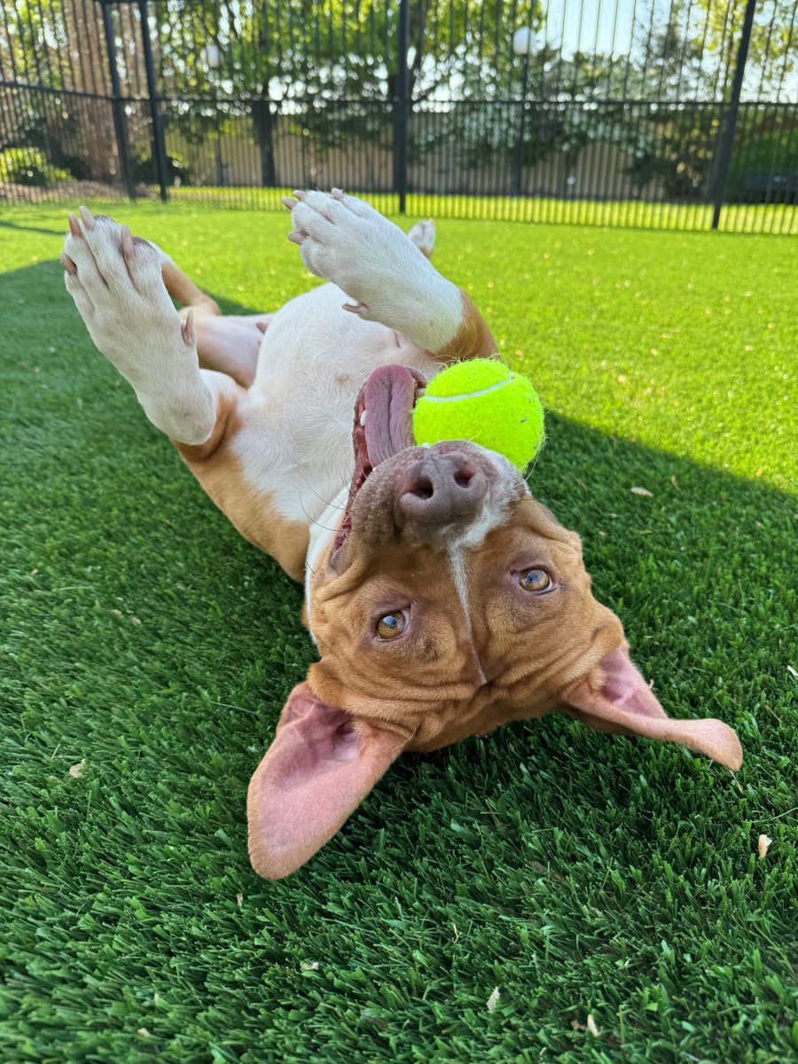 Do you have designer taste? Meet Prada! 👛 This smiley pup is a 3-year-old Pittie mix! Her previous family told us that Prada loves kids and has lived with dogs AND cats! 😻 Meet Prada at our Macklind location today!
