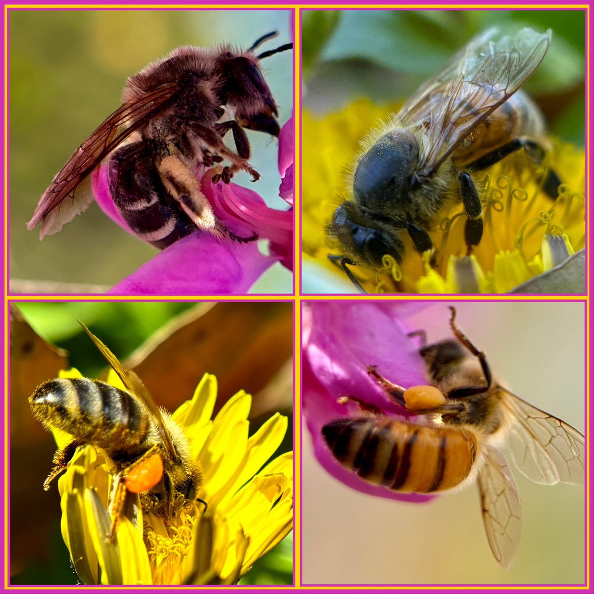 #InsectThursday #bees