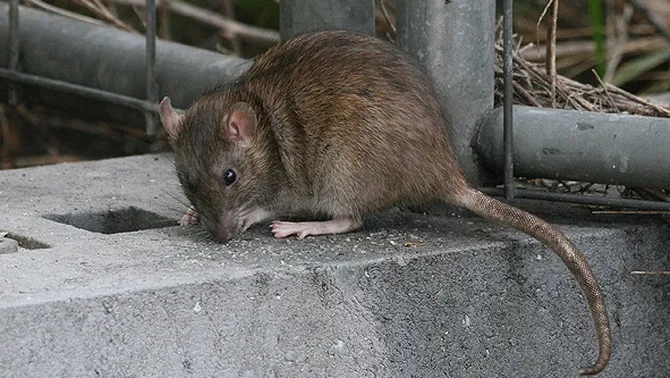 3CatInfo's tweet photo. Plaga de rates a Reus: "S'han menjat el cablejat i ja portem un mes i mig sense llum" https://t.co/N1kUsqxMnI https://t.co/5ME2odtu5v
