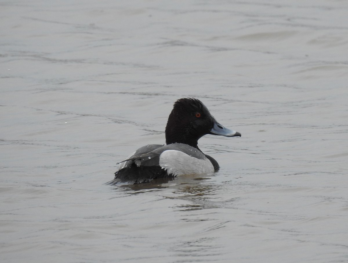 This Tufted x Pochard hybrid is still present on Ladyburn Lake, Druridge Bay CP.  Present since 5th December and now looking rather dapper. But, perhaps unsurprisingly,  it is the only duck on the duckpond without a partner. <a href="/NTBirdClub/">Northumberland & Tyneside Bird Club</a> Not much else to shout about today!!!
