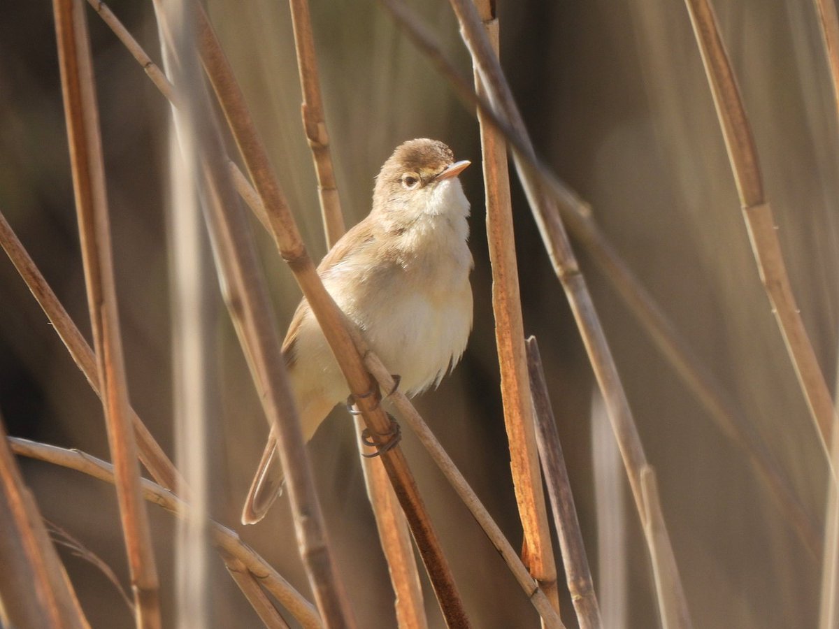 Reed Warbler,  WWT Llanelli this morning