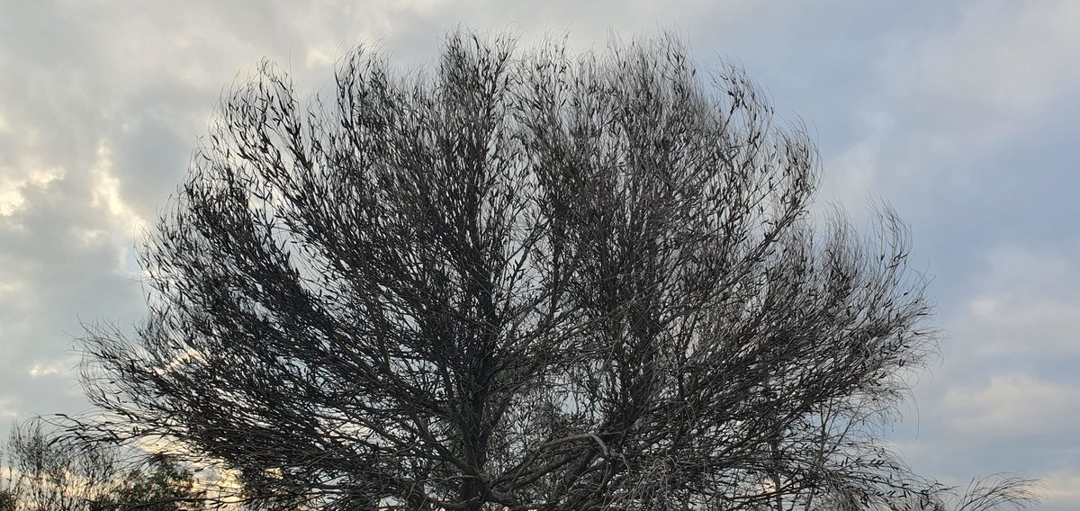 In the early morning, two trees stand tall, their silhouettes outlined against the gentle glow of dawn. They sway in unison, a silent dance orchestrated by the morning breeze. Dewdrops glisten on their leaves, reflecting the first light of day like a scattering of diamonds.