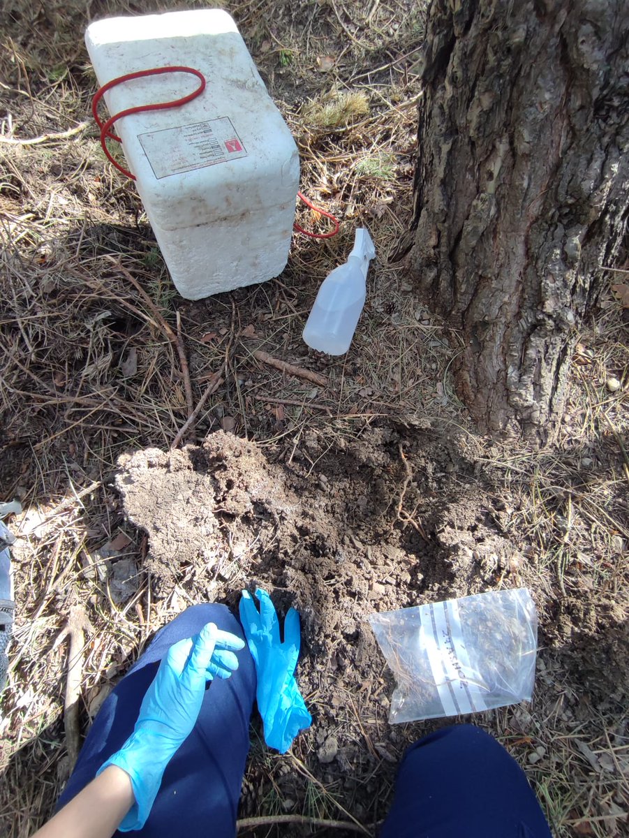 ajpelu's tweet photo. We combined #dendrochronology  #remotesensing, #drones, soil-root #microbiology to unravel the mysteries behind #treeMortality
#TreeRingTuesday https://t.co/QU0D1xKOXG