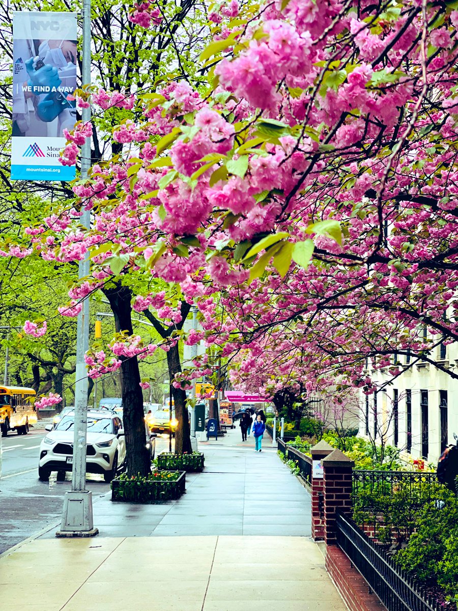 The beauty of cherry blossoms on my daily path to MSH🌸 #Cherryblossoms2024 @MountSinai_Path @IcahnMountSinai