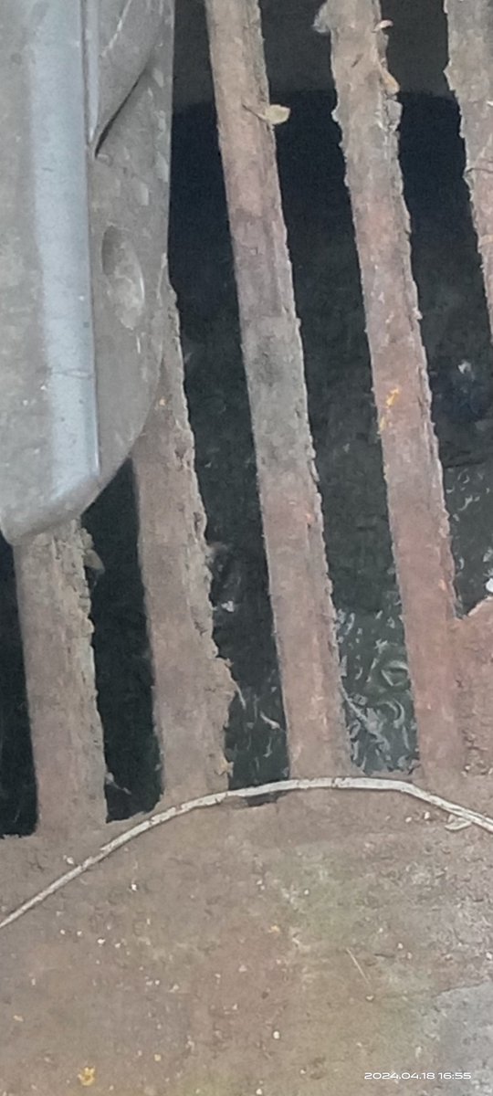 AdvocateNevil's tweet photo. Chamber is almost full and the smell coming out of it is so bad that residents can't stay near to it pls to it something on urgent basis or,very bad disease can spread in area  at opp gora Gandhi bldg Khetwadi backroad outside Hongkongwala bldg@mybmcWardD @mybmc @CMOMaharashtra https://t.co/w9dj7MmD9E