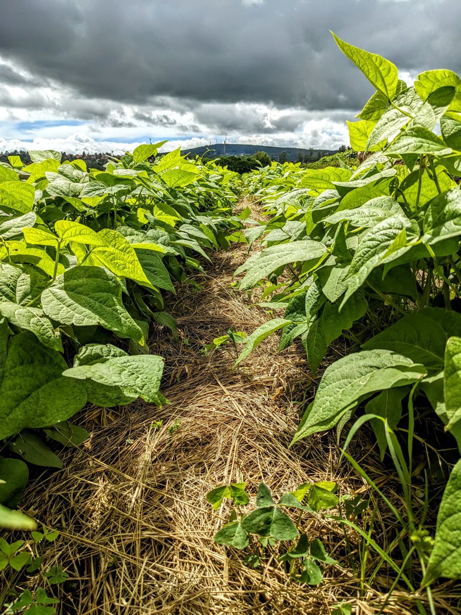 Foundations for Farming International tweet media