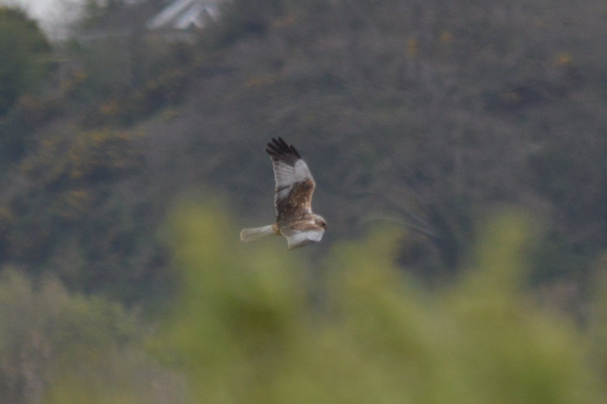 Marsh Harrier at Cors Ddyga on Anglesey in Wales today for #BirdsSeenIn2024