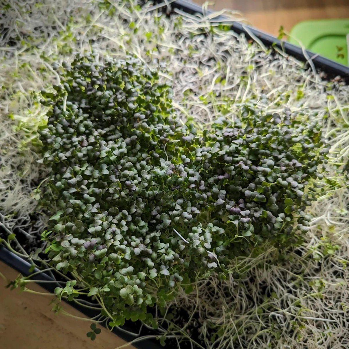 gridlockgreens's tweet photo. An unintentional shape happened while harvesting....
🤷❤️
Une forme involontaire s'est produite lors de la récolte...

#micropousses #microgreens #microgreensfarm https://t.co/KB3PfQBCm7