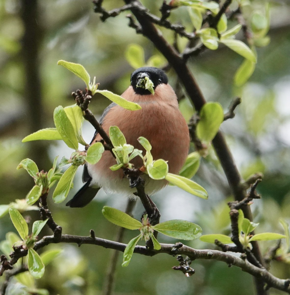 20VTGM3's tweet photo. @Natures_Voice @ianmoran Aberdeen https://t.co/pwOeEmHNyA