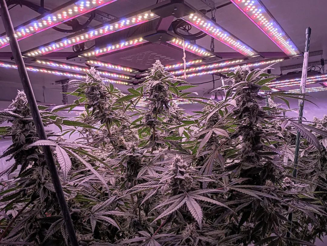 See the light that's changing the game at Qualifire Farms! 🌟 Our X² Grow Light powers their plants from seedling to harvest with unmatched precision. 🌱 Grown with X² @KindLEDGrowlights 📸 Grown by @qualifirefarms 🛒 Shop KIND: bit.ly/KINDLED