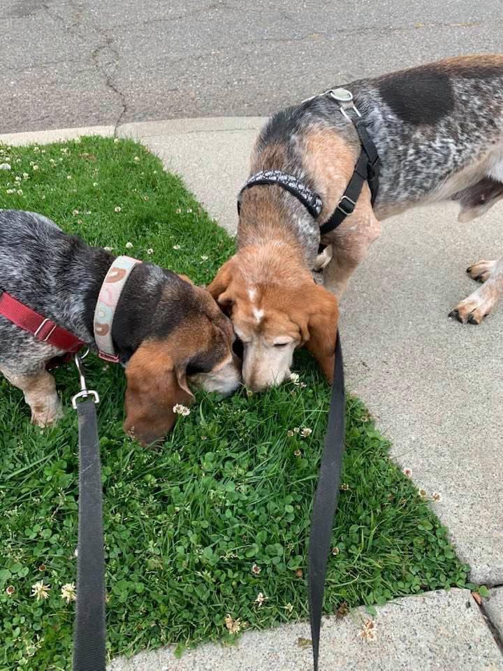 I love it when we have passed an area, and both hounds pull back suddenly to linger over the same stinky spot. #bassethound #dogtwitter #dogs #AdoptDontShop