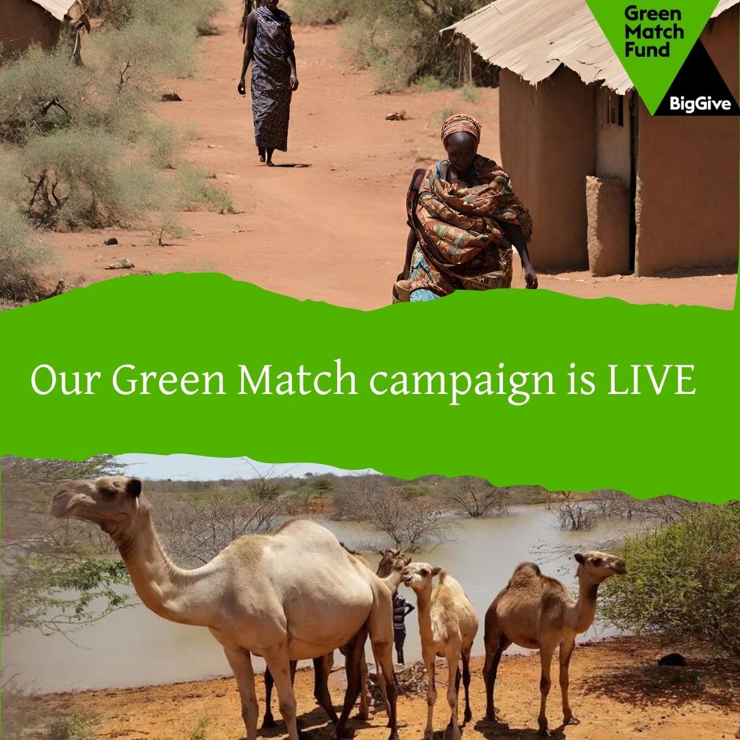 It is LIVE!  Help us support camel-herding communities in Kenya. 
Every donation DOUBLES until 25th April. 

Donate  and learn more about the campaign 

donate.biggive.org/campaign/a0569…

#GreenMatchFund  #ClimateResilience #CamelsAfrica #SupportKenyanCommunities #GreenMatchCampaign