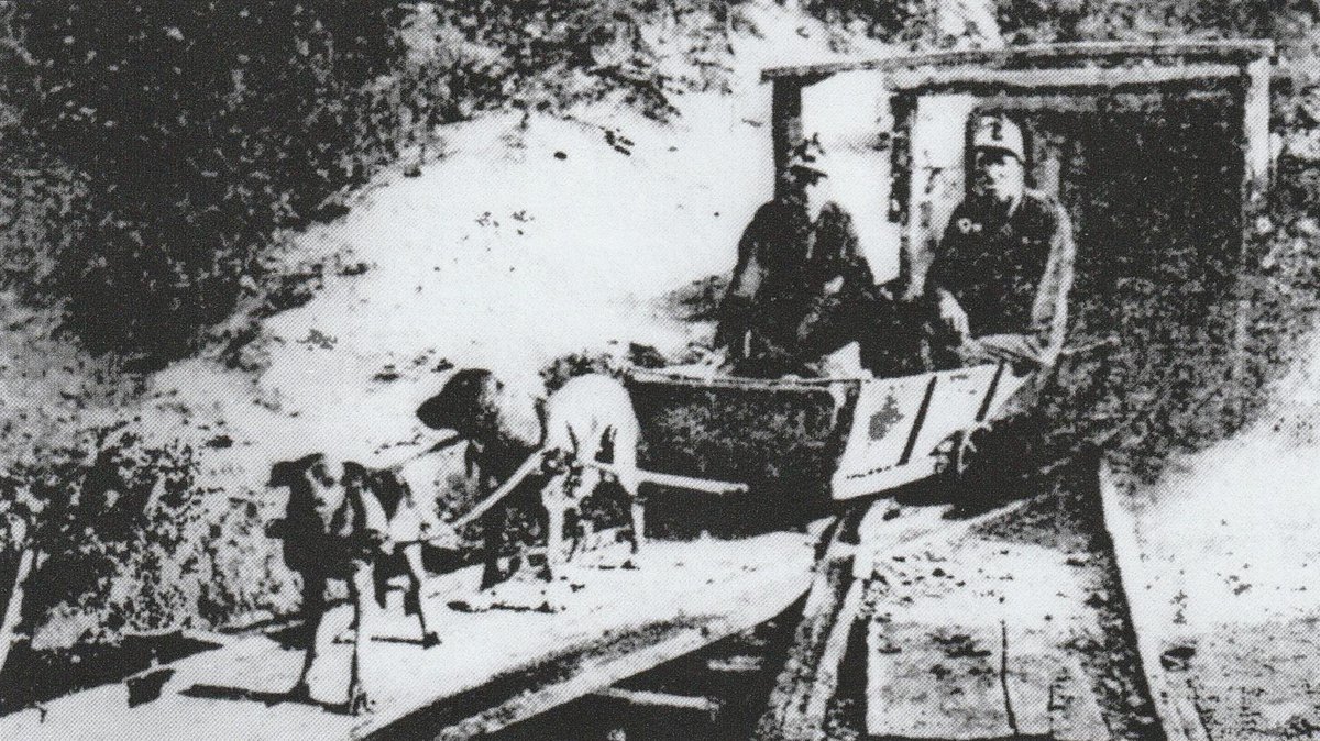 Dogs being used to haul coal out of a mine. Most early mines used mules to haul coal out of a mine. In some coal mines that had low coal seams, mules were not always an option. Instead, dogs were used to haul coal out of the mines. Walker County, Alabama