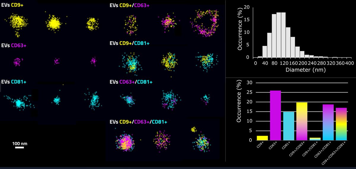 abbelight's tweet photo. EVs Come in All Shapes, Sizes, and Colors!

Here, a selection of EVs (courtesy of @EVerZom_EVs) positive for CD9, CD63, or CD81 is pictured.

With Abbelight solutions, you can assess the relative abundance of each subpopulation and visualize how each subpopulation appears. https://t.co/bmvI0IHnnm