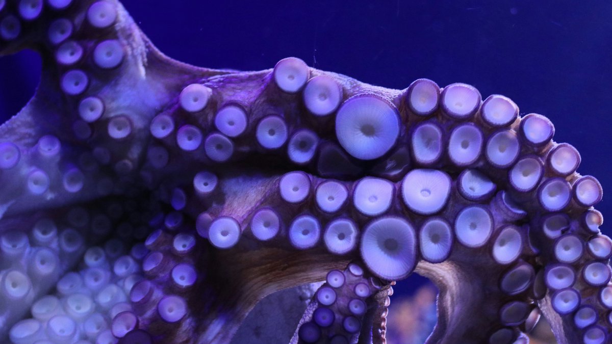 #FunFactThursday Octopuses have three hearts! Two pump blood to their gills, while the third pumps it to the rest of their body. This unique circulatory system helps them efficiently move oxygen-rich blood throughout their bodies, making them such incredible and agile creatures.