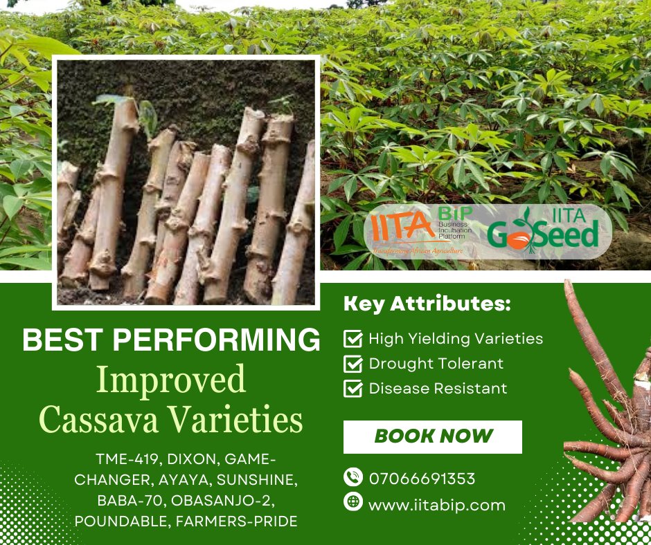 iitagoseedltd's tweet photo. 𝐁𝐨𝐨𝐬𝐭 𝐲𝐨𝐮𝐫 𝐂𝐚𝐬𝐬𝐚𝐯𝐚 𝐇𝐚𝐫𝐯𝐞𝐬𝐭 𝐰𝐢𝐭𝐡 𝐈𝐈𝐓𝐀-𝐁𝐈𝐏 𝐆𝐨𝐒𝐞𝐞𝐝

Looking for ways to get more yield from your cassava farm?  IITA-BIP GoSeed has the answer: 𝐈𝐦𝐩𝐫𝐨𝐯𝐞𝐝 𝐂𝐚𝐬𝐬𝐚𝐯𝐚 𝐕𝐚𝐫𝐢𝐞𝐭𝐢𝐞𝐬!

Call 𝟎𝟕𝟎𝟔𝟔𝟔𝟗𝟏𝟑𝟓𝟑 !  #IITA #GoSeed https://t.co/DDpXTkc76Q