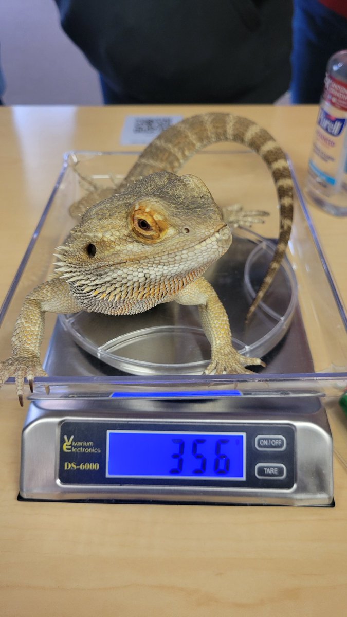 ALHSMediaCenter's tweet photo. Rango had a wonderful spring break at home. He gained 23grams over break https://t.co/bbKDtPtVnV