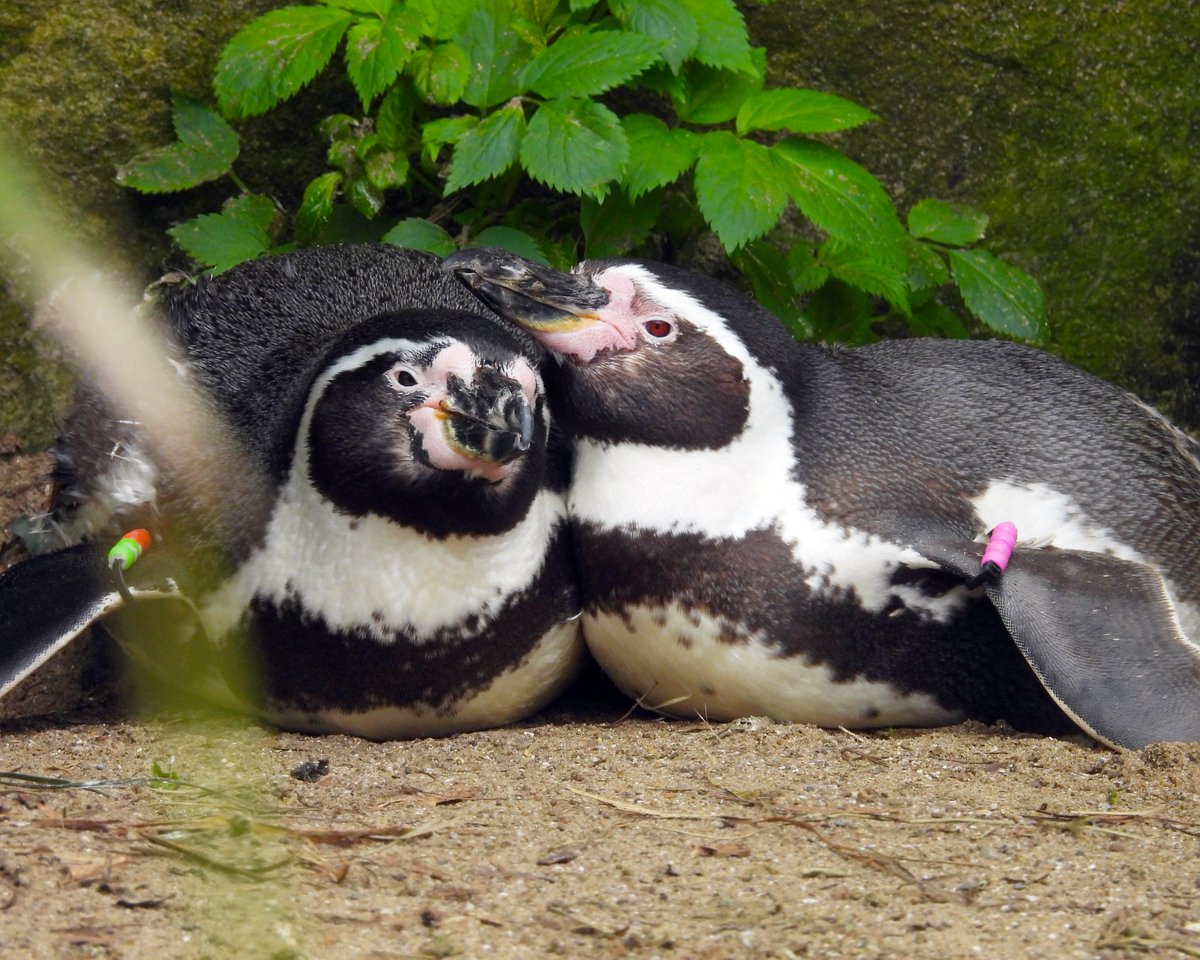 Happy World Penguin Day from Bettina and his partner Kelly, a delightful duo and the oldest couple among the Humboldt penguin pairs at Dublin Zoo! Fun Fact: Humboldt penguins, much like other penguin breeds, are devoted mates for life. 🐧💕