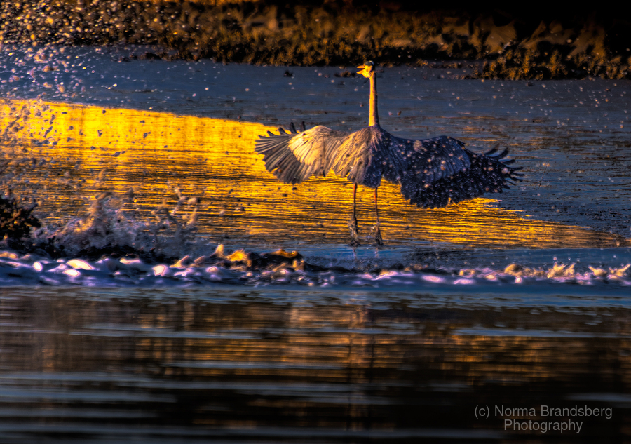 Great Blue Heron attacked by porpoise in South Carolina at sunrise purchase here! pictorem.com/972181/South%2… #nature #southcarolina #bird #greatblueheron #sunrise #naturephotography #charleston #fillthatemptywall #fineart #gifts #wallartforsale #wallart #ayearforart #BuyIntoArt