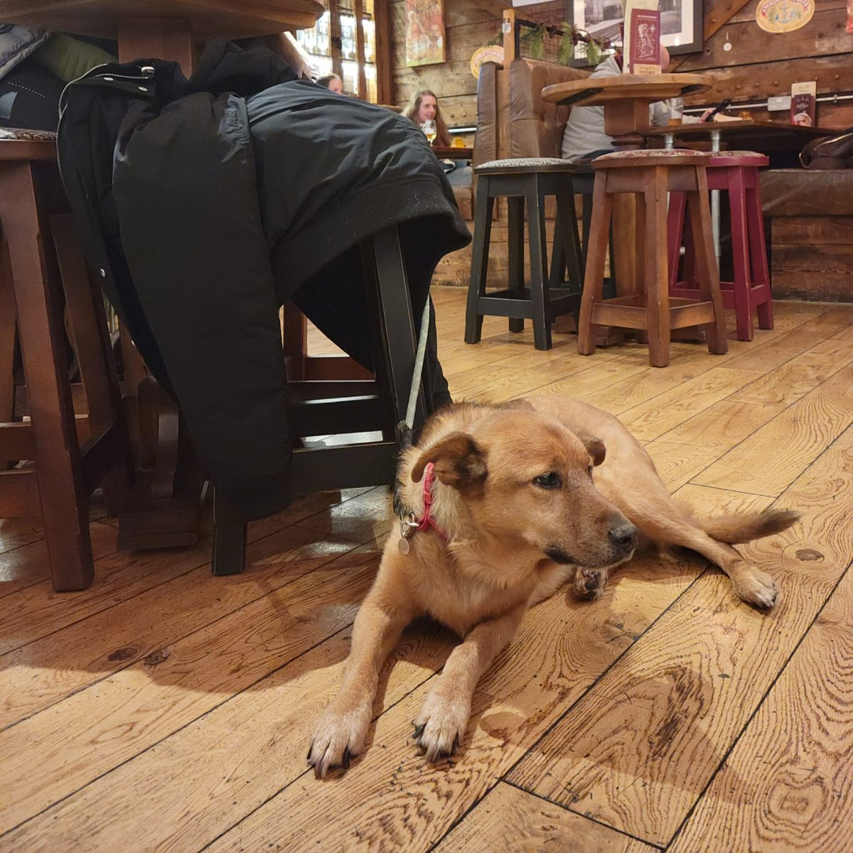 It's a Dogs world here at HOS Bring them along for a pint and a treat.

#hos #fizz #bottomless #didsburypub #dogfriendly #pubfood #cocktails #camerons #beavertown #yeastieboys #shindigger #beerlovers #gamesnight #paulaner