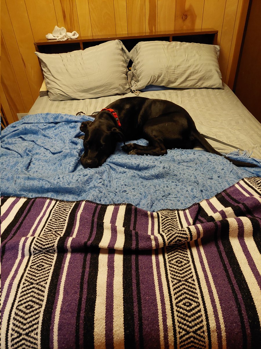 Jmp39264671's tweet image. #TrowbackThursday
Me sleeping on my first bed. 
#Dogsoftwitter
#Catsoftwitter