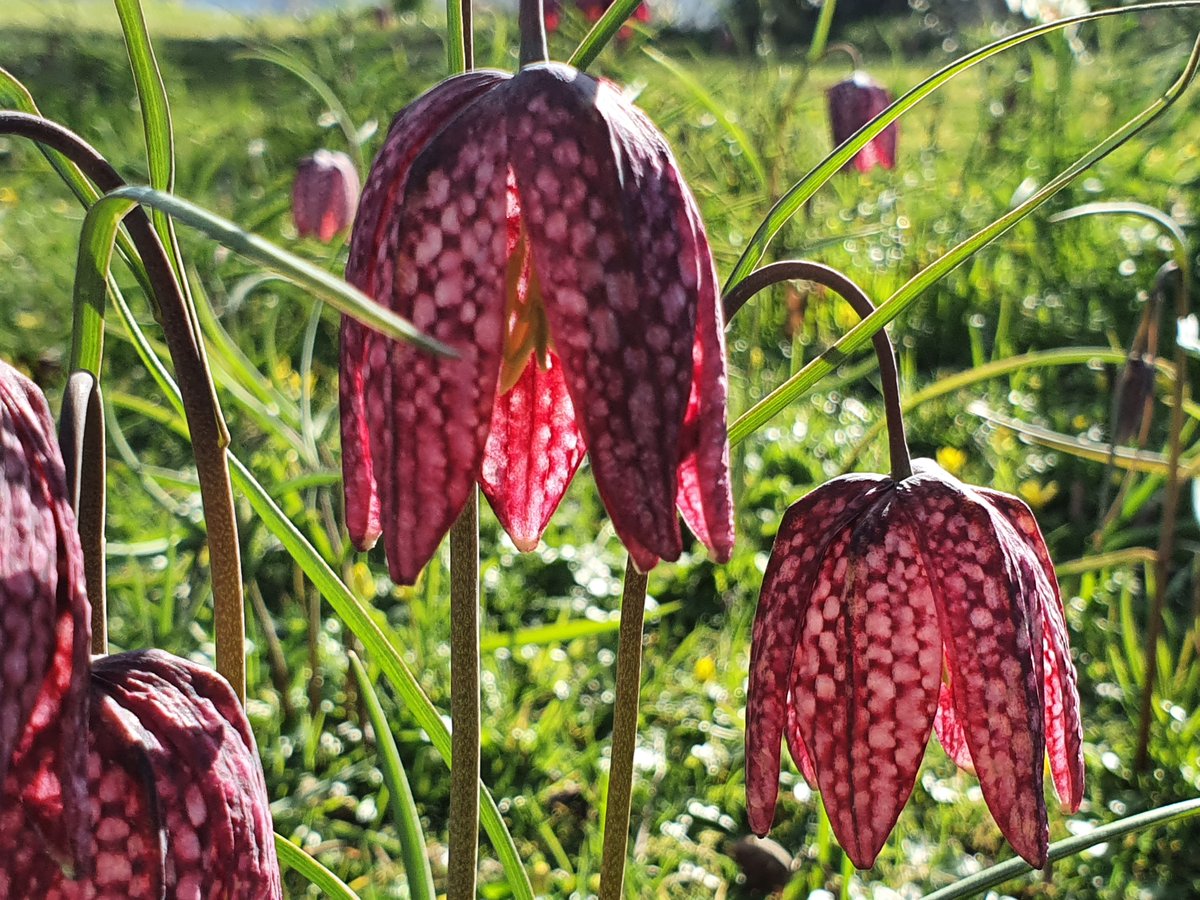 @WildandWool Your felt fritillaries are amazing, Susie - so beautifully crafted 🩷🌱🤍💮x