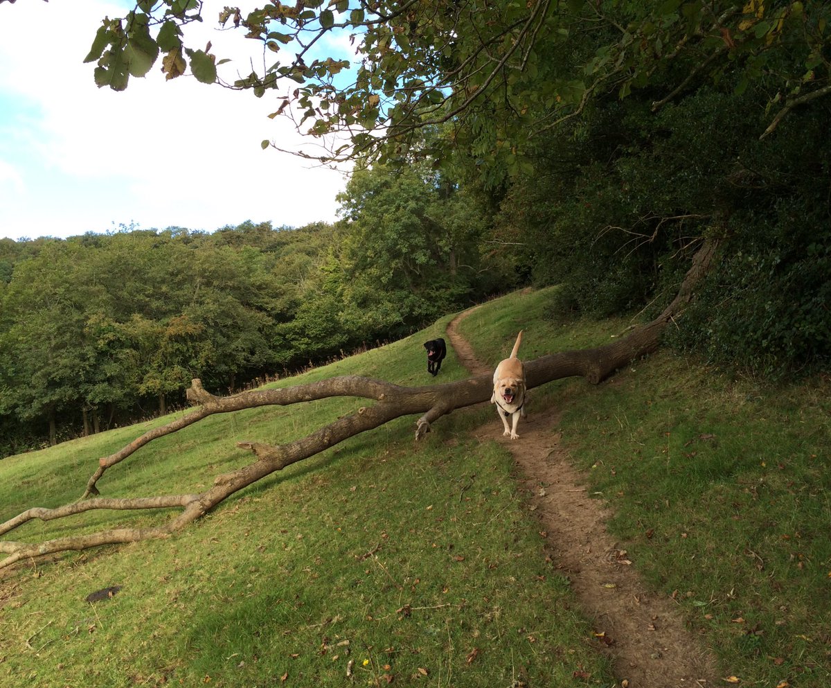 #ThrowbackThursday to 2016 when we jumped over a fallen tree branch in Uley, Gloucestershire, UK 🐾🐾🐾❤️