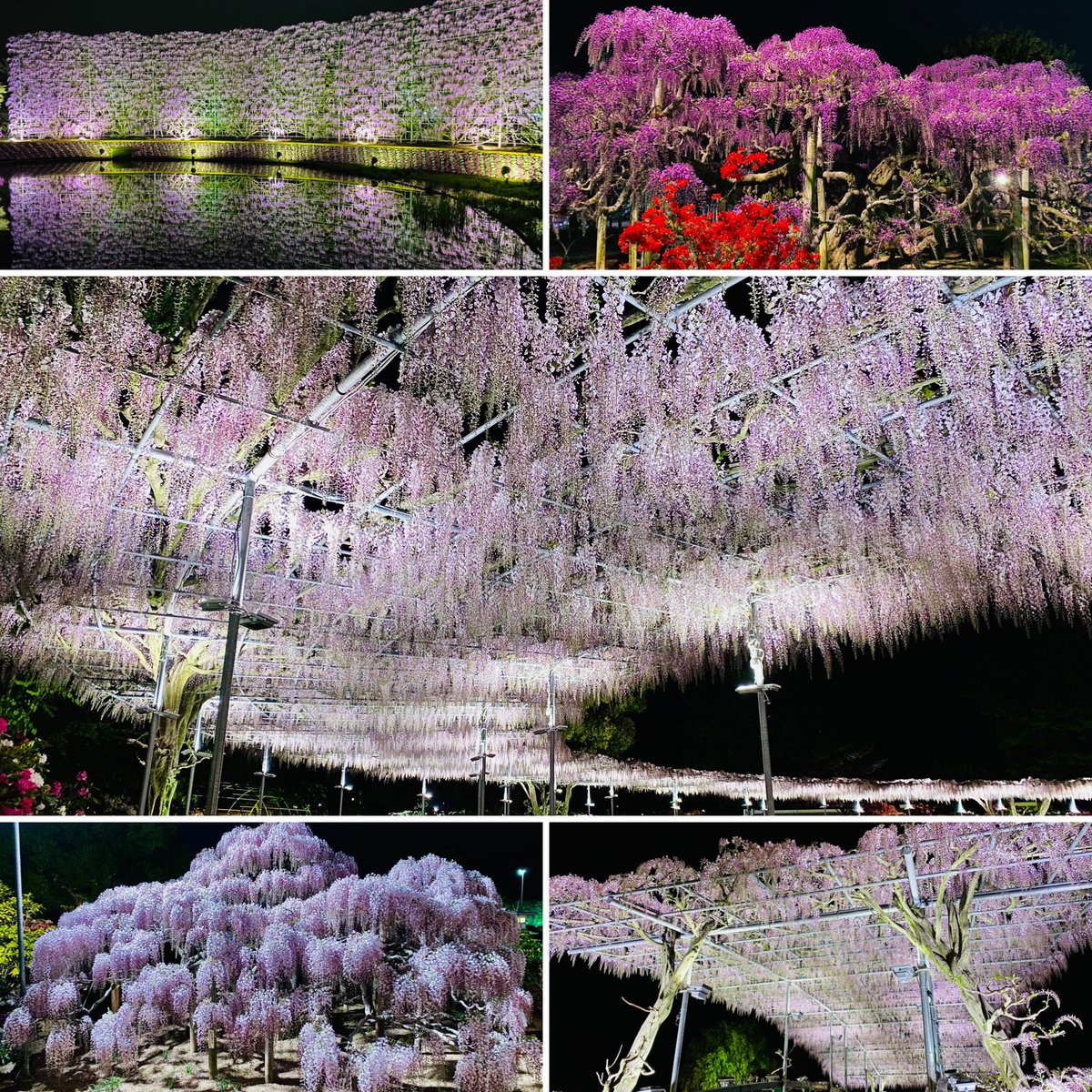 ashikaga_flower's tweet photo. 本日より夜のライトアップが始まりました✨
うす紅藤は見頃となり、むらさき藤のスクリーンや庭木仕立てのむらさき藤も見頃をむかえ始めました！

◆現在の園内の様子はこちら
https://t.co/sopYfC9ZRy

◆公式オンラインチケットはこちら
https://t.co/UGuQCabYZ5

#あしかがフラワパーク https://t.co/keUPP7jOoo