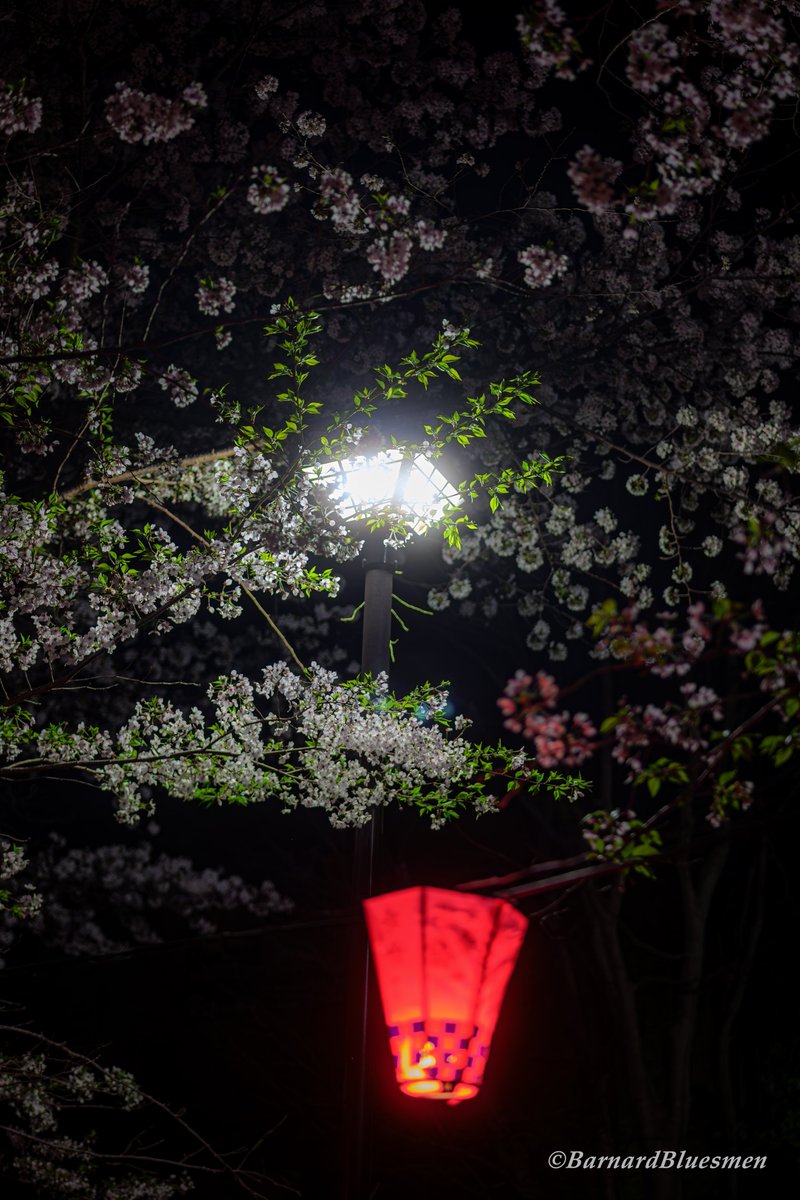 夜桜…。 #花 #flower #花のある風景 #桜 #cherryblossoms #夜桜 #浜松城公園 #ファインダー越しの私の世界 #lumix #lumixs1 #lumixjapan #colorsoflumix #leica #summicronSL50f2ASPH #lmount #yourshotphotographer #yousawscenes #1x #1x_japan LUMIX DC-S1 Leica Summicron-SL 50 f/2 ASPH.