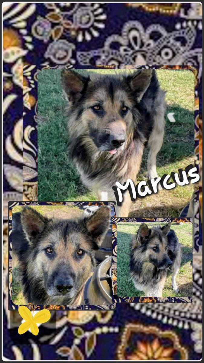 rothfarms's tweet photo. โฐ๏ธ๐จ #SaveMarcus Please PLEDGE here if you can't adopt or foster. It REALLY saves Lives. https://t.co/tojbdJFNzi